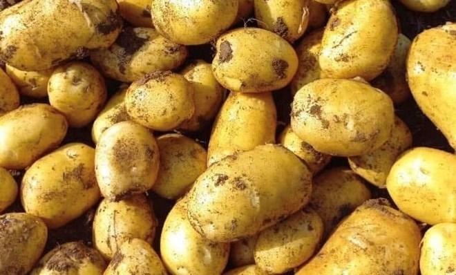 7 nguồn protein thực vật giúp phục hồi cơ bắp trong thời tiết lạnh