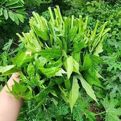 Rau mì chính bổ dưỡng nhưng ai cần hạn chế ăn