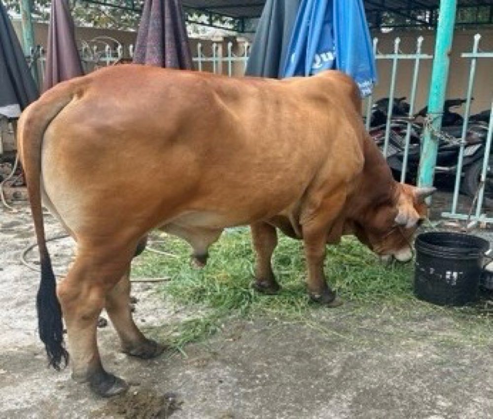 Con bò thả rông trên đường được đưa về trụ sở công an để xác minh chủ sở hữu. Ảnh: Công an