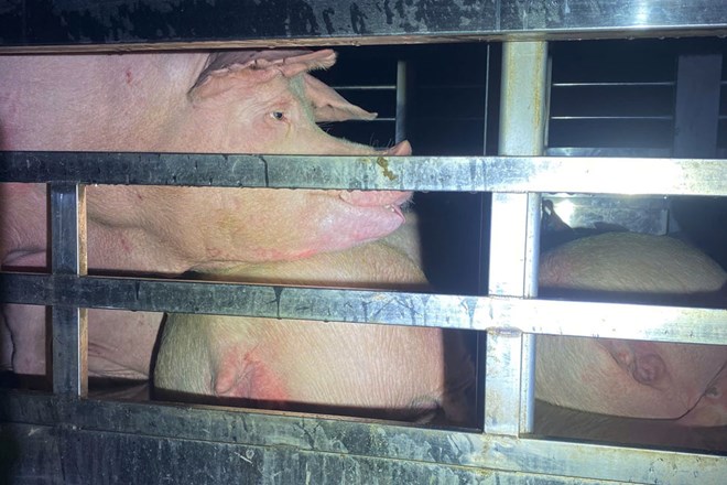 Gia Lai hết dịch tả lợn châu Phi, cảnh báo tái bùng phát dịp Tết