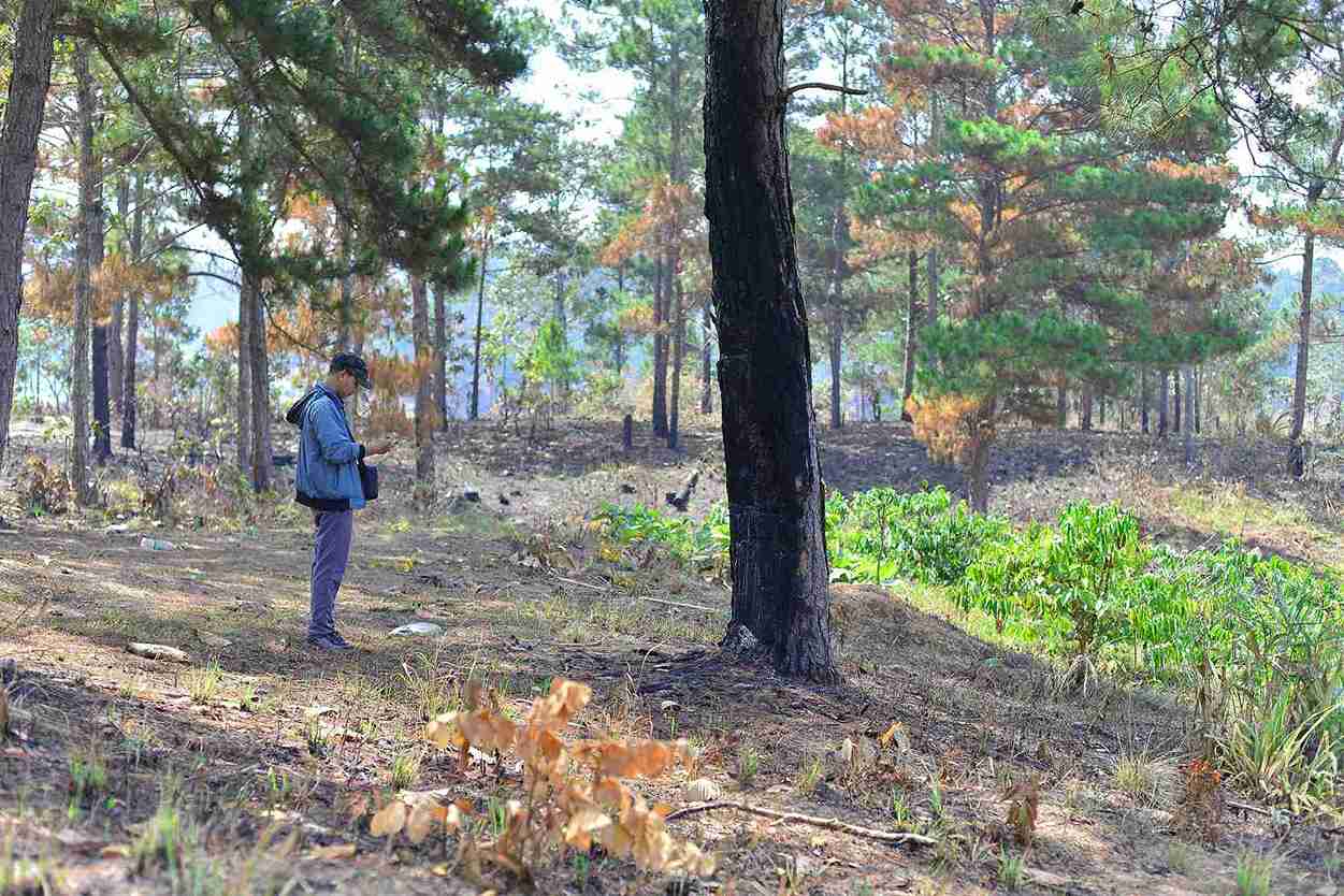 Nhiều diện tích rừng thông tại dự án Sài Gòn Đại Ninh bị phá. Ảnh: Thần Hy