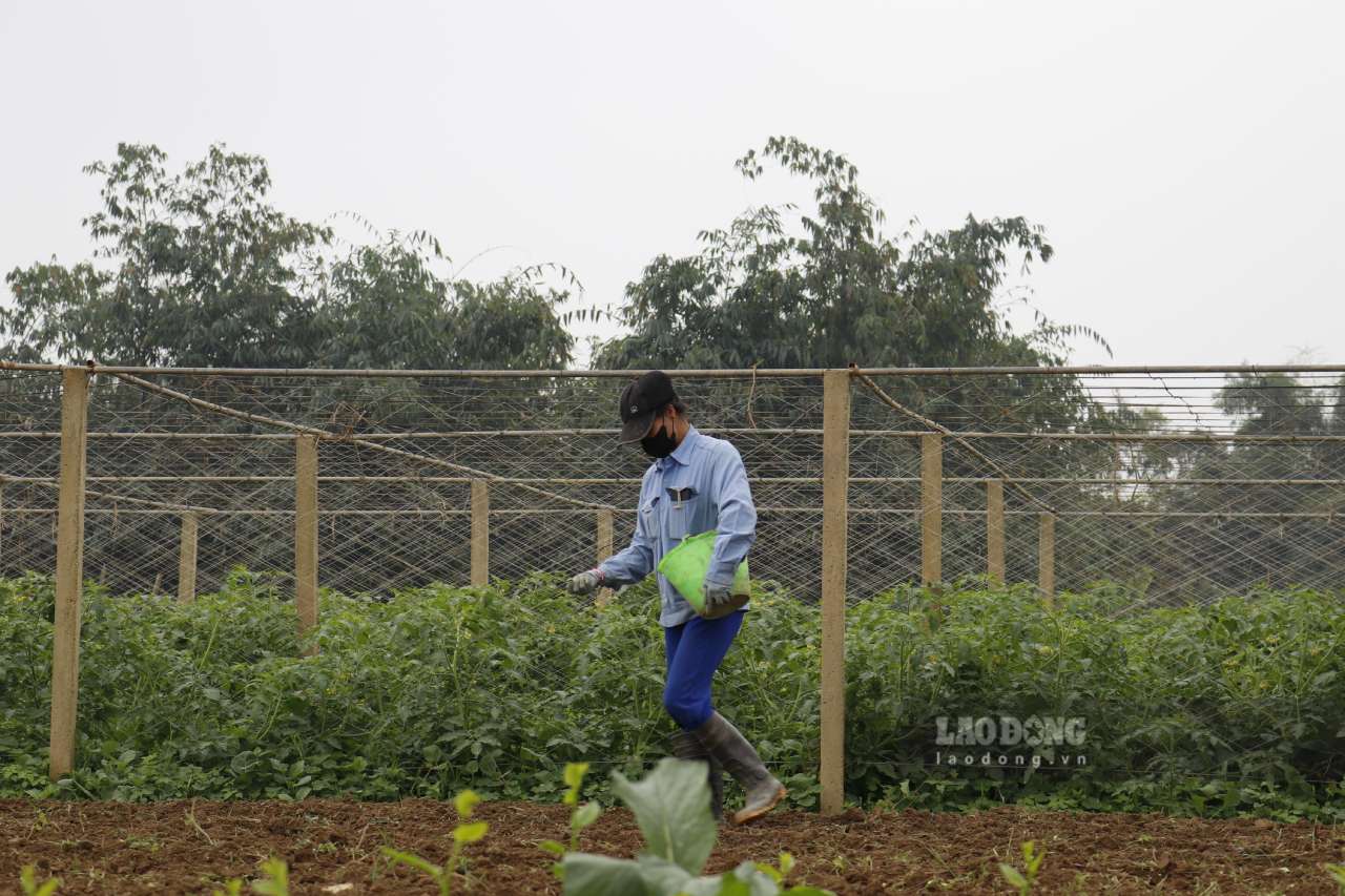 Người trồng rau tại Tuy Lộc đứng trước nguy cơ mất mùa rau do thiếu nước. Ảnh: Văn Đức