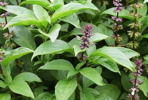 Giải độc gan với rau húng quế