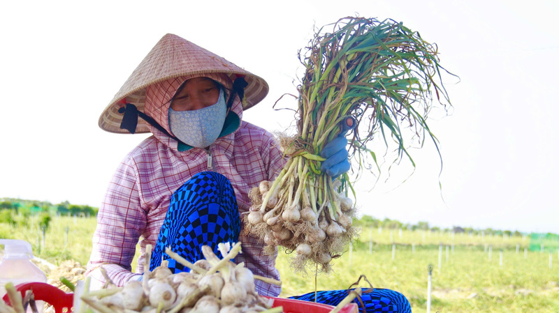 Tỏi Lý Sơn đạt tiêu chuẩn 5 sao OCOP được xem như bệ phóng để nông sản địa phương vươn xa. Ảnh: Nguyễn Dương