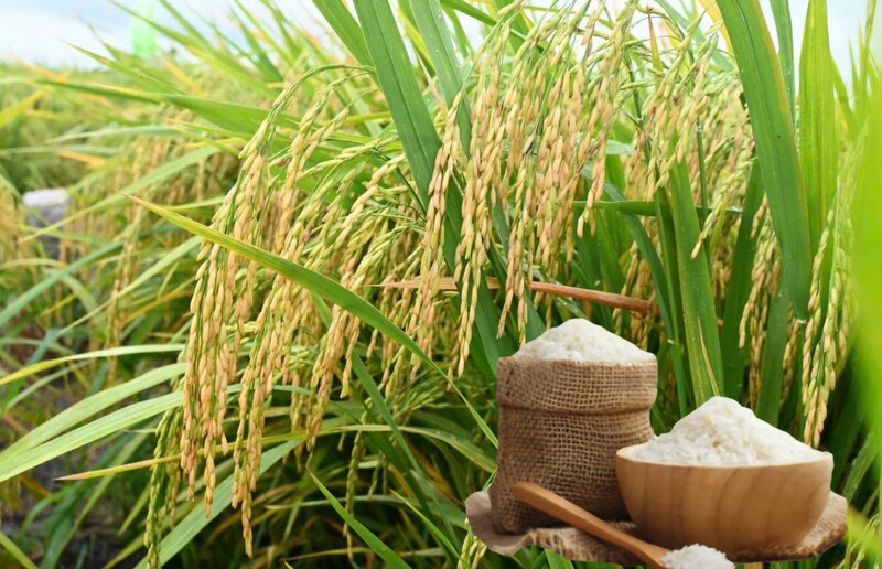 Giá lúa gạo hôm nay ngày 12/1: Thị trường trầm lắng. Ảnh: Thanh Minh.