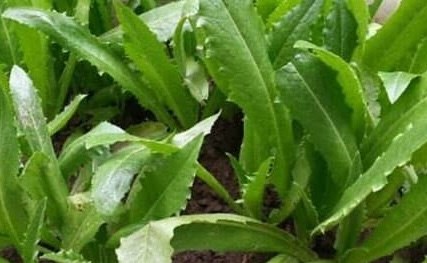 Bổ sung canxi thực vật bằng loại rau ít người biết