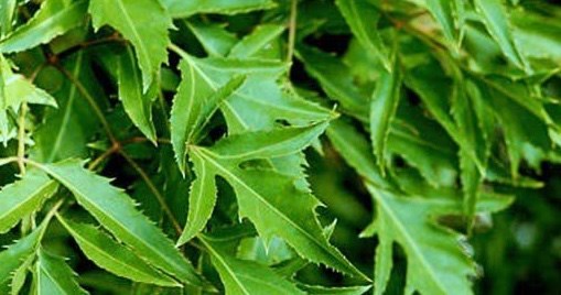 Mất ngủ có thể cải thiện bằng lá đinh lăng nhưng ai không nên dùng?