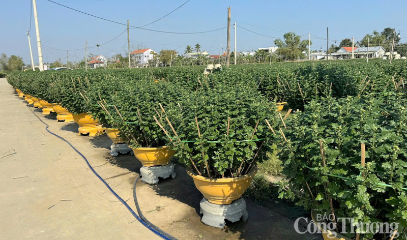 Theo nhiều hộ dân trồng hoa, năm nay chi phí trồng hoa tăng cao do đợt lũ kép vừa qua đã làm thiệt hại về cây giống, chậu. Tuy nhiên, hiện thương lái đã đến đặt hàng tương đối lớn.