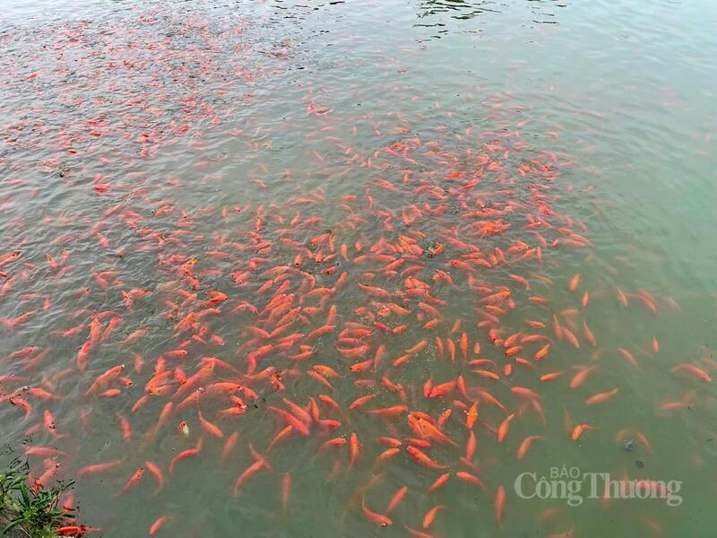 Nuôi cá chép đỏ tại xã Vĩnh Hưng mang lại hiệu quả kinh tế vượt trội