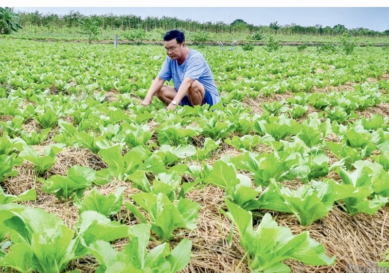 Nhiều hộ nông dân trên địa bàn thành phố đã dành một phần diện tích đất lúa để phát triển rau màu.