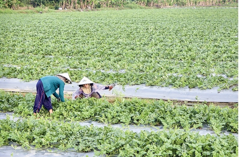 Nhiều nông dân tại TP. Cần Thơ đã sớm chuẩn bị mùa vụ cao điểm.