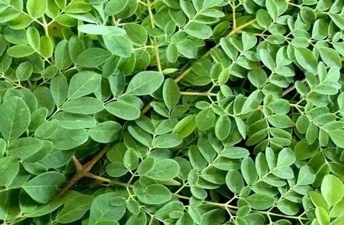 Người lao động thận yếu nên ăn rau chùm ngây như thế nào?