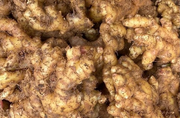 Loại bỏ cholesterol xấu bằng gừng: Người lao động ngành nào nên dùng?