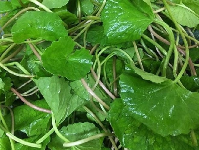 Cách thải độc cơ thể đơn giản trong dịp Tết bằng rau má