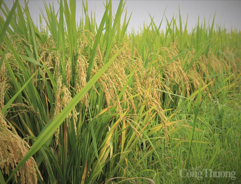 Xuất khẩu các dòng gạo cao cấp, gạo