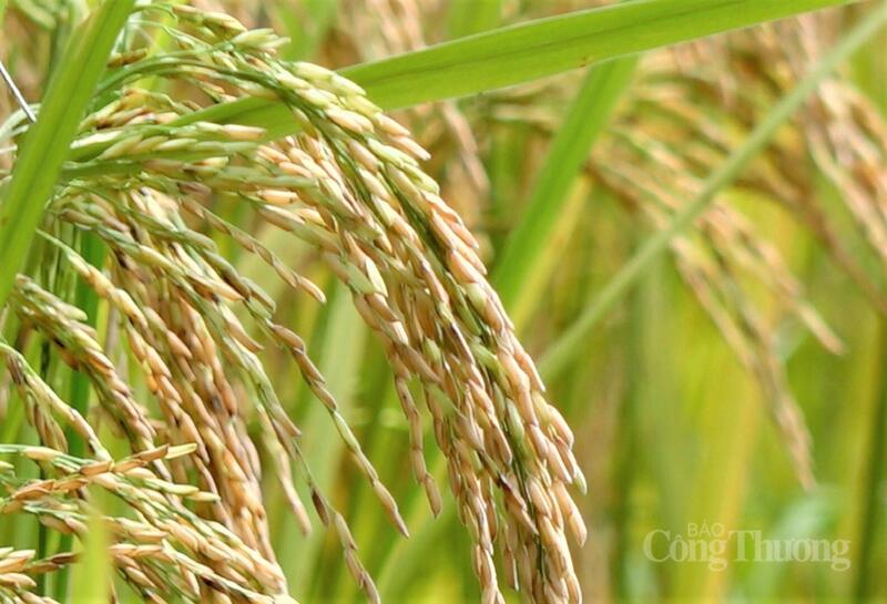 Năm 2026, gạo chất lượng cao và gạo thơm dự kiến đạt khoảng 5,8 triệu tấn, chiếm 75% tổng lượng xuất khẩu. Ảnh: N.H
