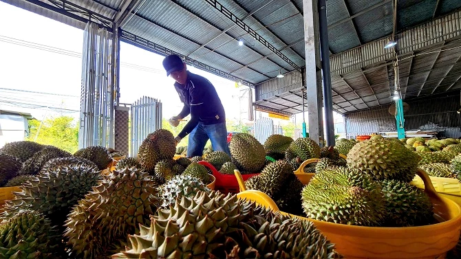 Giá tăng mạnh do thiếu nguồn cung Giá tăng mạnh do thiếu nguồn cung