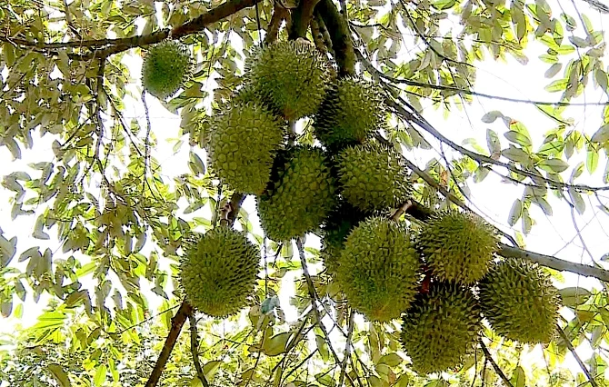 Sầu riêng trái vụ khan hàng, giá tăng cao Sầu riêng trái vụ khan hàng, giá tăng cao