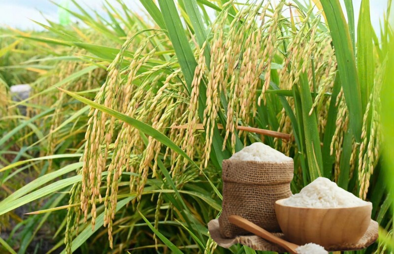 Giá lúa gạo hôm nay ngày 1/3 và tuần qua: Gạo xuất khẩu biến động mạnh, lúa tươi vững giá. Ảnh: Thanh Minh.