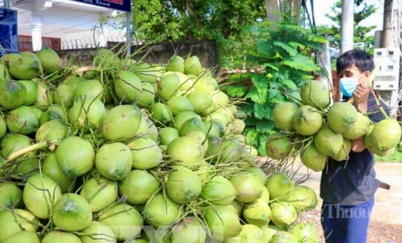 Từ vùng nguyên liệu lớn sang trung tâm chế biến sâu và xuất khẩu