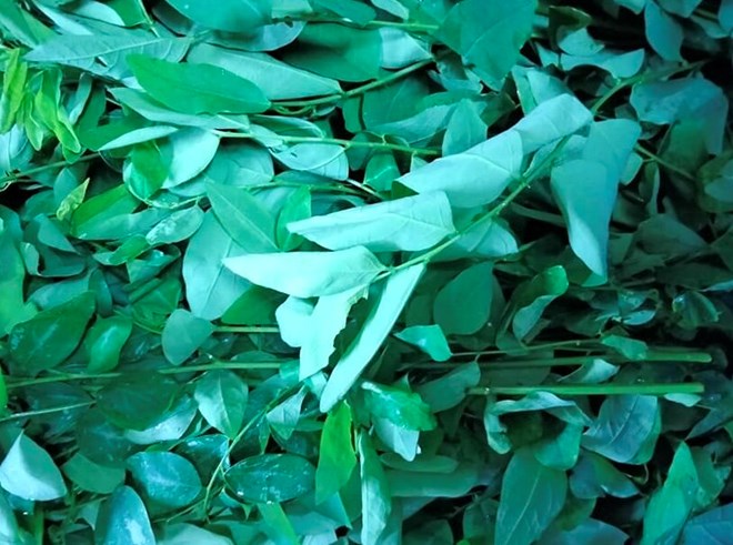 Cách giảm mỡ máu bằng rau ngót