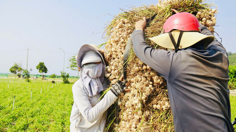 Tỏi là cây trồng chủ lực của người dân trên đảo Lý Sơn. Nó được ví như “vàng trắng” bởi giá trị kinh tế cao và là nguồn thu nhập chính của nhiều hộ gia đình. Ảnh: Nguyễn Dương