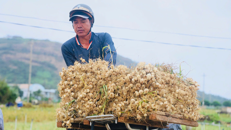 Theo người dân địa phương, năng suất tỏi tươi bình quân đạt khoảng 5 – 6 tạ mỗi sào. Ảnh: Nguyễn Dương
