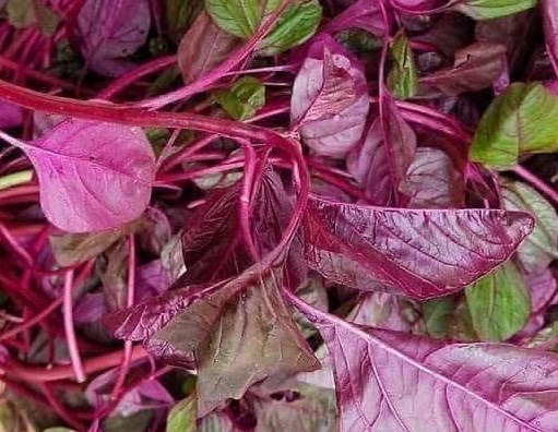 Thanh nhiệt, giải độc cơ thể bằng loại rau quen thuộc