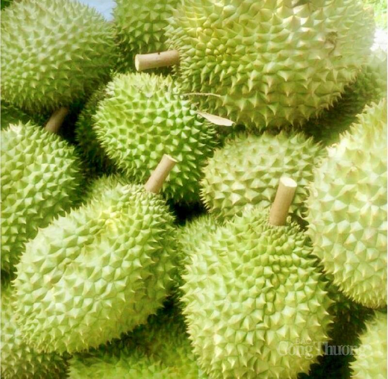 Sầu riêng Vĩnh Long hiện xuất sang thị trường nhiều nước.