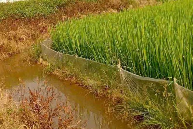 Diệt cỏ gây ảnh hưởng môi trường, 4 người dân bị xử phạt