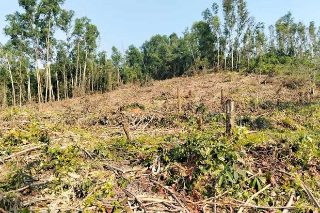 Làm rõ việc Ban quản lý rừng ở Gia Lai che giấu vụ khai thác rừng phòng hộ