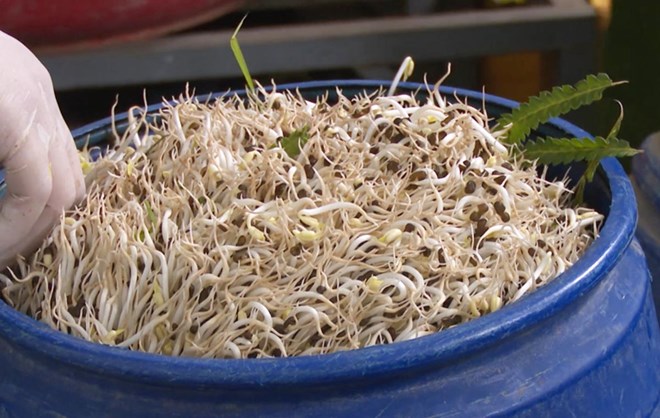 Khởi tố 2 đối tượng sản xuất giá đỗ bằng hóa chất cấm ở Quảng Ninh