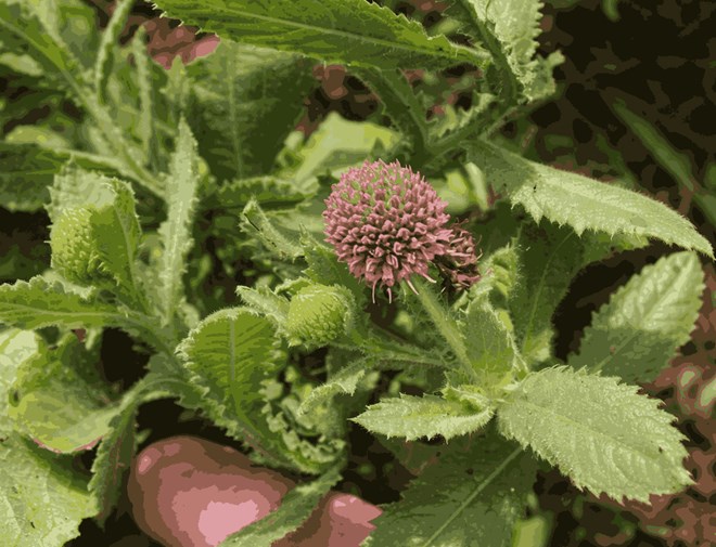 Cách thải độc gan với loài cây lạ