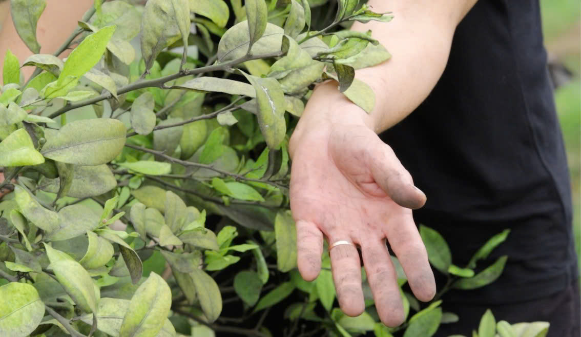 Cành lá cây phủ lớp bụi đen sau mỗi đợt gió thổi từ bãi than bên kia sông. Ảnh: Mai Hương