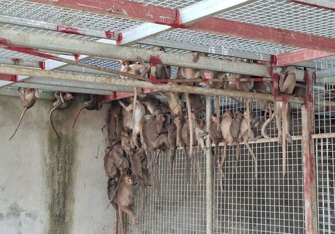 Triệt xóa đường dây vận chuyển động vật nguy cấp, quý hiếm