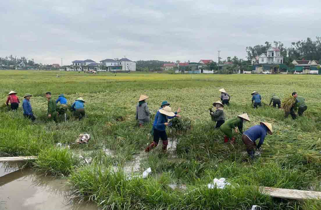 Công an xã Xuân Lộc gặt lúa đổ giúp dân. Ảnh: Lộc Xuân