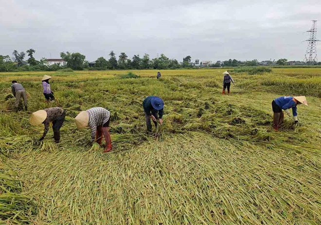 Dông lốc quật đổ hàng nghìn hecta lúa, nông dân Hà Tĩnh còng lưng gặt thủ công