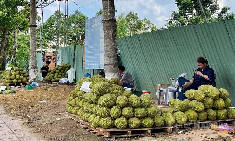 Để tránh tình trạng rớt giá lặp lại, ngành sầu riêng cần tập trung nâng chất lượng sản phẩm. Ảnh: Khánh Ngọc