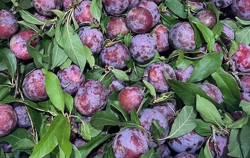 Lý do quả mận tốt cho tim mạch