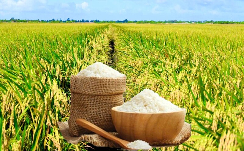 Giá lúa gạo hôm nay ngày 17/5/2026, tuần qua: Gạo xuất khẩu, lúa tươi tăng. Ảnh: Thanh Minh.
