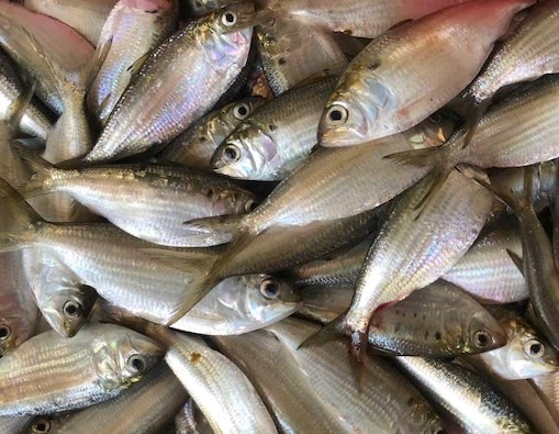 Bổ sung omega-3 bằng cá mòi như thế nào?