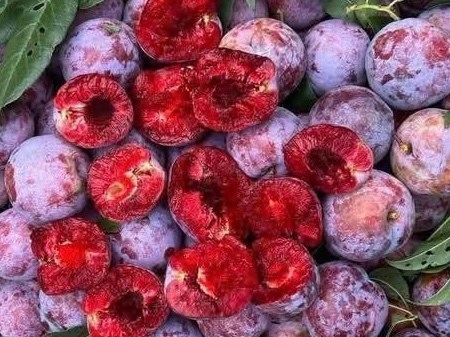Lý do quả mận giúp thanh nhiệt trong thời tiết nắng nóng