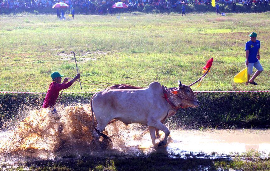 Đua bò Bảy Núi là lễ hội truyền thống tại An Giang. Ảnh: Lâm Điền.
