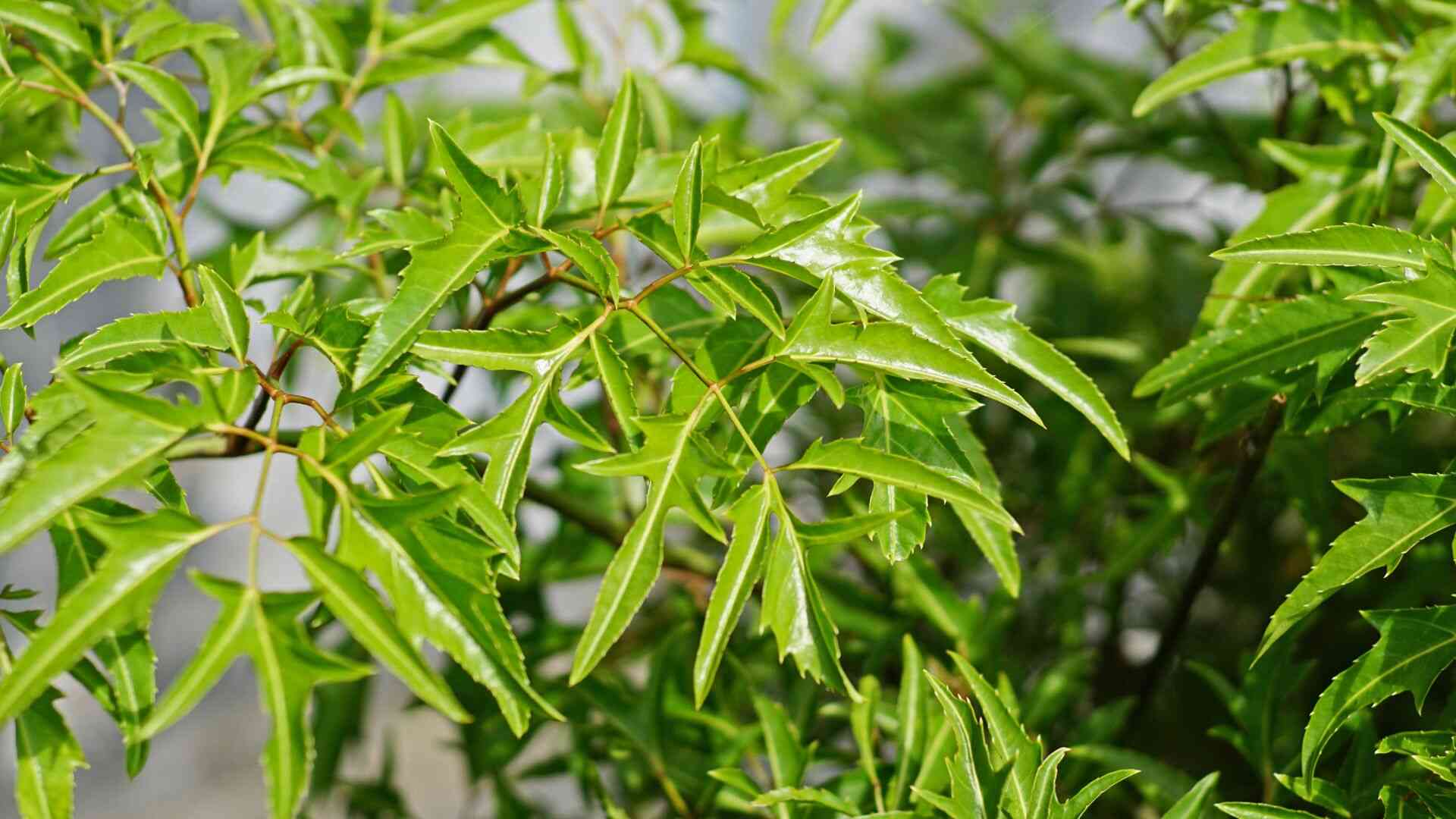 Mùi hương dịu nhẹ và hoạt chất trong lá đinh lăng có thể xoa dịu hệ thần kinh, góp phần mang lại giấc ngủ ngon cho những người thường xuyên bị căng thẳng. Ảnh: Canva