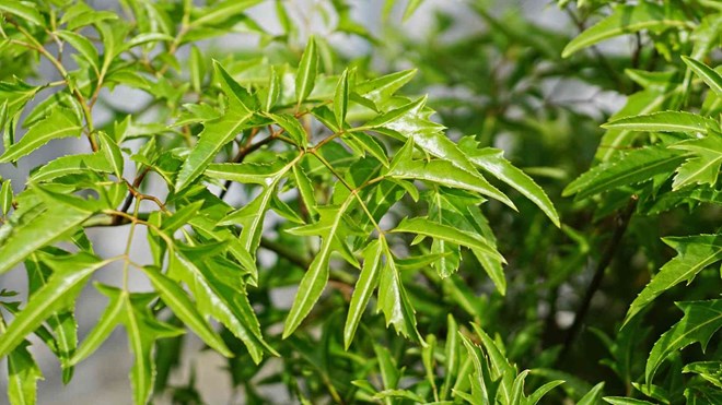Ngủ ngon giấc hơn nhờ biết tận dụng hiệu quả loại cây dân dã, bán đầy chợ