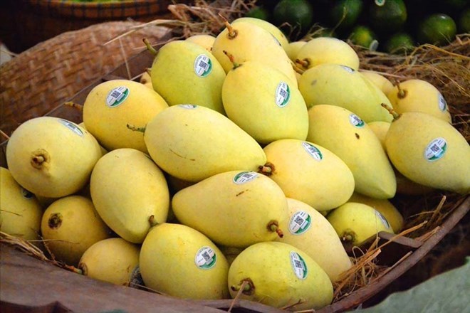 Có nên ăn xoài cùng sữa, sữa chua