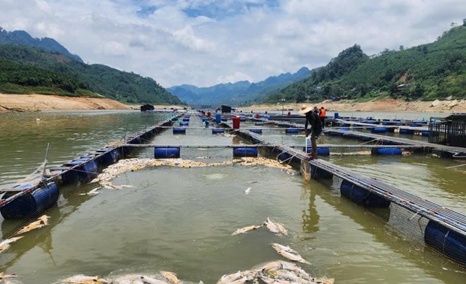 Cá tầm chết hàng loạt trên hồ thủy điện Bắc Hà