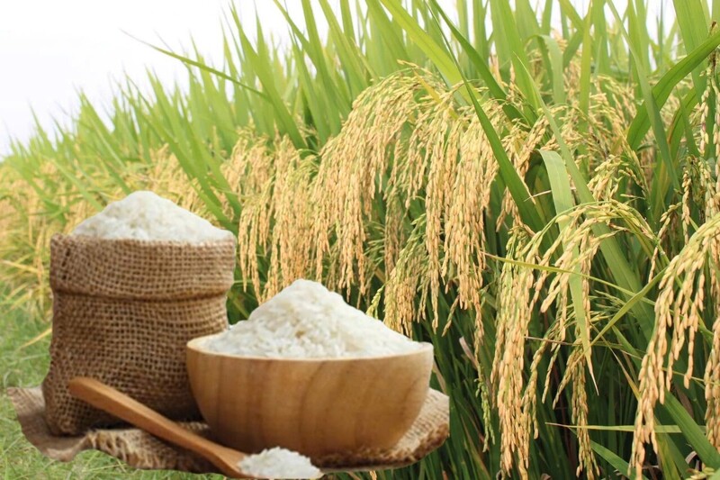 Giá lúa gạo hôm nay ngày 17/6/2026: Thị trường lặng sóng. Ảnh; Thanh Minh.