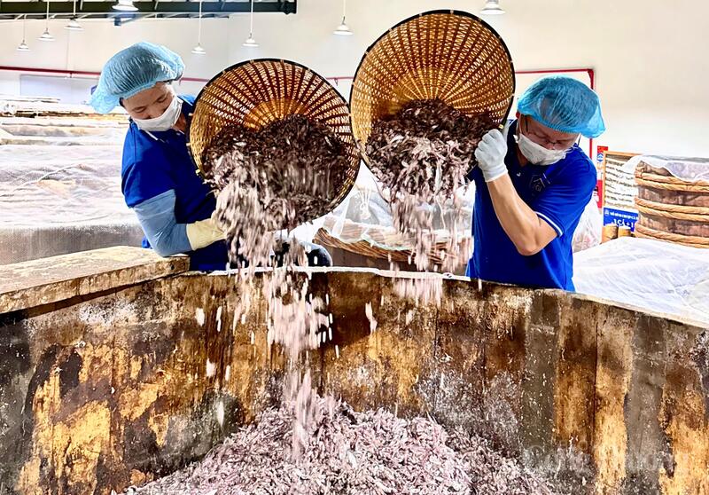 Quy trình sản xuất nước mắm Lê Gia được kiểm soát chặt chẽ từ khâu lựa chọn cá cơm tươi, muối sạch đến ủ chượp, đóng chai, bảo đảm chất lượng và an toàn thực phẩm. Ảnh: Quốc Anh