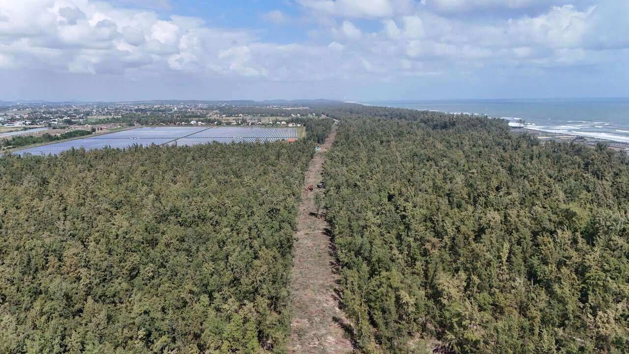 Rừng phòng hộ ven biển là “lá chắn xanh”, góp phần giảm tác động của bão, triều cường và xâm thực bờ biển Quảng Ngãi. Ảnh: Đông Giang
